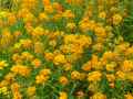 Erysimum x Allionii