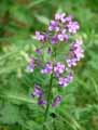 Hesperis matronalis
