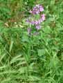 Hesperis matronalis