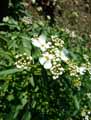 Iberis amara, Iberis crenata