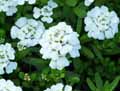 Iberis sempervirens