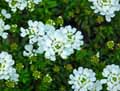 Iberis sempervirens