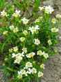 Iberis sempervirens