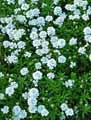 Iberis sempervirens