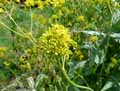 Isatis tinctoria