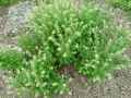 Lepidium campestre