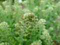 Lepidium campestre