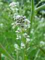 Lepidium sativum