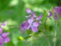 Lunaria annua