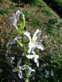Matthiola longipetala, Matthiola livida, Matthiola bicornis