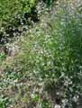 Matthiola longipetala, Matthiola livida, Matthiola bicornis