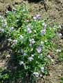 Matthiola tricuspidata