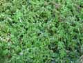 Nasturtium officinale