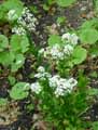 Peltaria alliacea