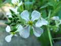 Raphanus raphanistrum