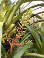 Aechmea aciculosa