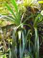 Aechmea serrata