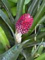 Aechmea sp.