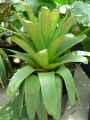 Alcantarea edmundoi
