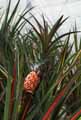 Ananas comosus