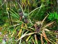 Ananas comosus