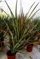 Ananas comosus