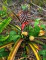 Ananas comosus