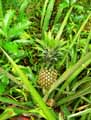 Ananas comosus