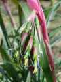 Bromeliaceae-Billbergia-nutans-Bilbergie-penchee-Pleurs-de-la-reine-20131125114159.jpg