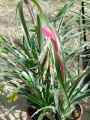 Billbergia nutans