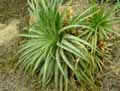 Bromeliaceae-Dyckia-goiana-Dyckia.jpg