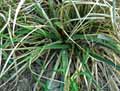 Fascicularia pitcairniifolia
