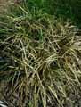 Fascicularia pitcairniifolia