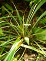 Fosterella albicans