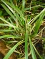 Bromeliaceae-Fosterella-albicans-Fosterella-albicans.jpg