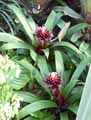 Bromeliaceae-Guzmania-Paulina-Guzmania.jpg