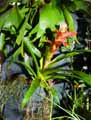 Bromeliaceae-Guzmania-lingulata-Guzmania.jpg