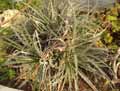 Hechtia montana