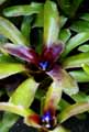 Neoregelia Fireball