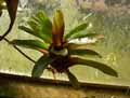Neoregelia Fireball