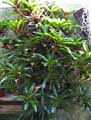 Neoregelia Fireball