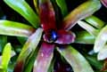 Neoregelia Fireball