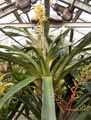 Bromeliaceae-Portea-petropolitana-Portea.jpg