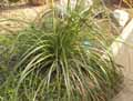 Bromeliaceae-Puya-mirabilis-Puya-en-trident-de-Poseidon.jpg