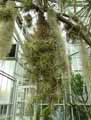 Tillandsia albida