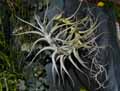 Tillandsia albida