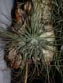 Tillandsia argentea