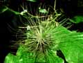 Tillandsia argentea