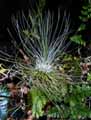 Tillandsia argentea