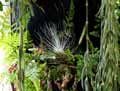 Tillandsia argentea